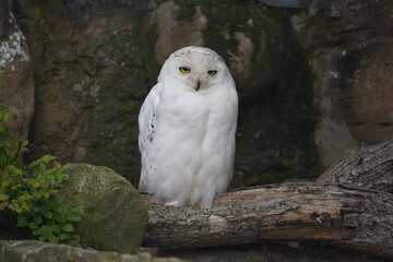 snowy owl in the zoo
