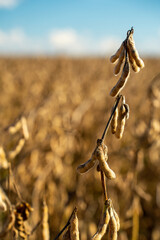 close soybean plant in the field at the point of harvest
