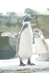 Naklejka premium penguin on the rocks