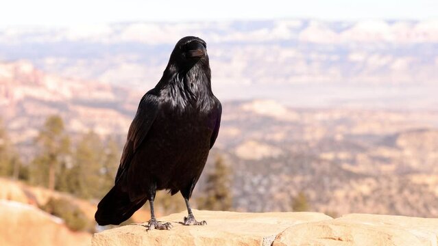 A Raven at Bryce National Park.