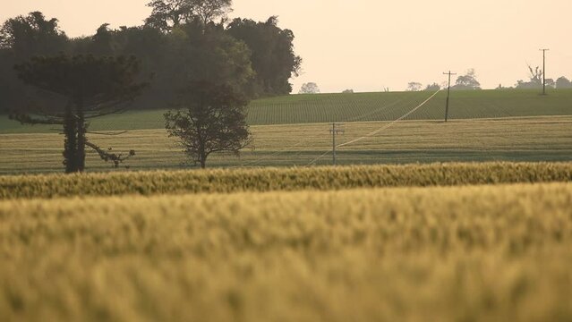 Lavoura de Trigo, no interior do RS, Brasil