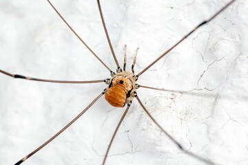Harvestman of the species Leiobunum limbatum