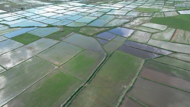 Floded agriculture rice fields for seeding, traditional method of rice cultivation, field pattern in various shapes, aerial shot