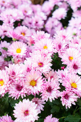 autumn flowers background in light pink and purple shades with fall mums