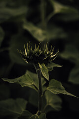 dark moody stylised leafy sunflower with obscured petals and green leaves against dark background