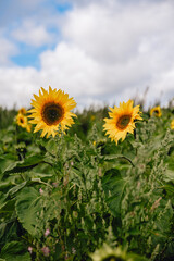 bright yellow sunflowers in green leafy field against blue cloudy sky on sunny day