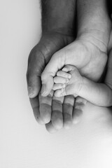 Three palms of a happy family. Small newborn hand with tiny fingers. The palm of parents, father and mother holds the handle of a newborn. Studio macro shot, black and white photo.