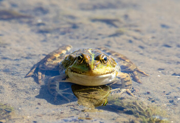 A close-up of a Pelophylax ridibundus frog