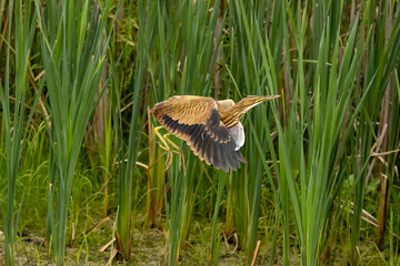 The American bittern (Botaurus lentiginosus). Juvenile bird in the Horicon marsh