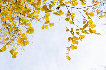 Fall leaves in park, frame over pale sky