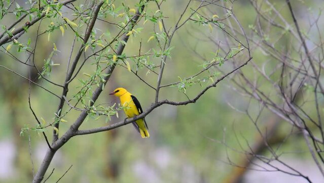 Eurasian Golden Oriole Oriolus oriolus. A bird in the wild.