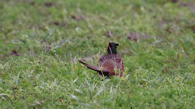 Pheasant Phasianus colchicus in the wild. A pheasant walks in the grass on the field.. Close up. Slow motion.