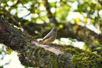 Gartenrotschwanz, Phoenicurus phoenicurus