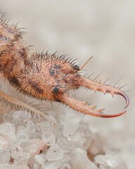 Profile view of a Spotted-wing Antlion larvae with large mandibles, on the beach (Euroleon nostras)