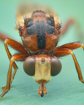 Portrait of a thick-headed fly mimicking a wasp, green background (ferruginous bee-grabber, ferruginous bee-grabber)