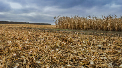 corn field waiting to be harvested in Ukraine