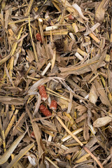husks and red cobs left in the field after harvesting corn with a combine harvester.
