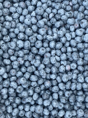 Lots of Fresh Delicious Blueberries