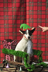 Naughty or nice Christmas decorated dog in sled