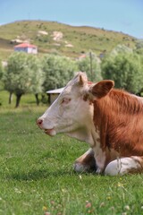 Fototapeta na wymiar cow in a meadow