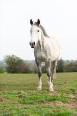 Dapple grey horse stands in field  in rural Shropshire amazingly clean for a grey horse  looking towards the camera.