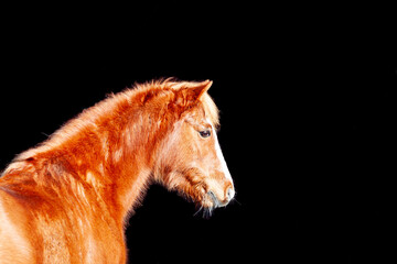 Head shot of beautiful chestnut pony set on black background.