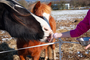 Close up shot of horses ponies being hand fed carrots in the field on a cold snowy frosty day in...