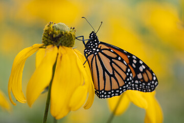 monarch butterfly on yellow coneflower