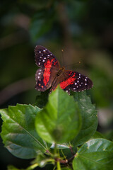 butterfly on flower