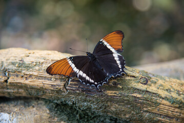 butterfly on flower