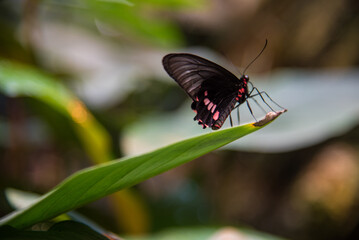 butterfly on flower