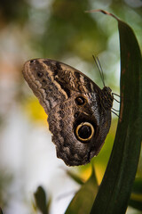 butterfly on flower