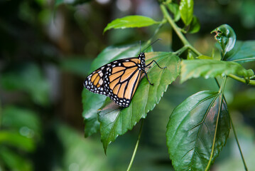 butterfly on flower