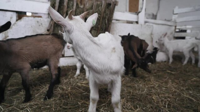 Cute small goats eating in the farm stable. Agriculture and ecology. Goat farm