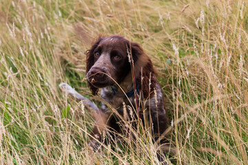 A Cocker Spaniel puppy in a park	