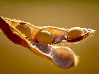 close up of a soybean