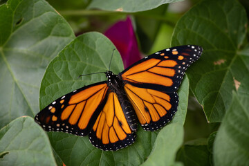 monarch butterfly on green leaf