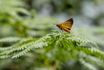 Forest Hoop butterfly (Ochlodes venatus) on a fern plant
