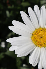 Fototapeta premium Summer's Elegance: Captivating Close-Up of a Giant Chamomile