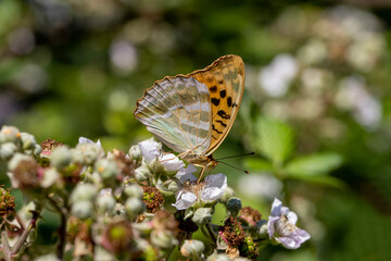 Fighter butterfly (Argynnis paphia) on a blackberry plant