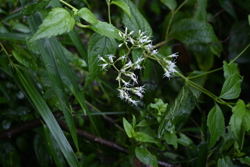 Eupatorium makino ( Boneset ) flowers. Asteraceae perennial plants native to Japan. Blooms white cylindrical florets on flower heads from August to October. The Japanese name is 'Hiyodori-bana'.