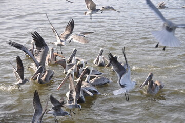 pelicans feeding