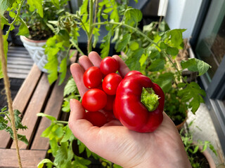 Harvest from balcony garden red paprika and ripe cherry tomatoes in female gardeners hand close up