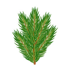 vector christmas spruce branch isolated on white background