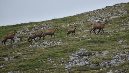 Ein Rudel Gämsen (Rupicapra rupicapra) auf der Reiter Alm