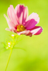 Pink Cosmo Flower Filtered Photo-Valentines, Anniversary, Be Mine, Easter, Summer, Background, Backdrop, Wallpaper, Landscaping, Gardening, Brunch, Garden Party, Birthday, Shower, Border, Invitation