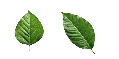 Ovate leaf , Isolated On Transparent, PNG