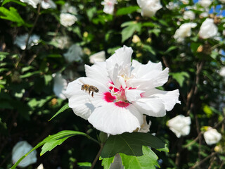 White hibiscus with a bee
