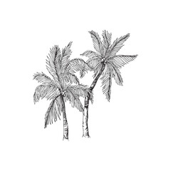 Handdrawn palm tree illustration, palm tree drawing, island tree, wild tree, africa, tropical, jungle