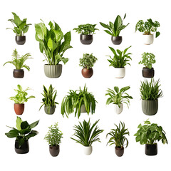 Decorative house plants in pots, no background